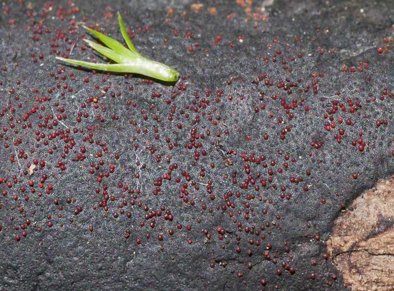 Nectria episphaeria